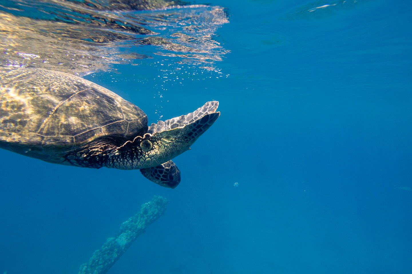 A Hawaiian green sea turtle resting on volcanic sand