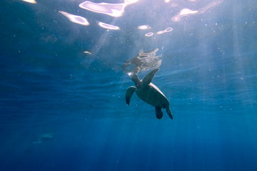 A serene underwater view of a sea turtle swimming gracefully in Lahaina, Hawaii.