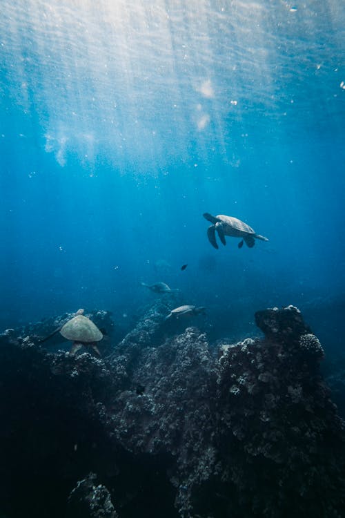 Free Photo of Sea Turtles Underwater  Stock Photo
