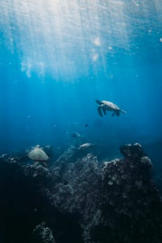 Beautiful underwater scene of sea turtles swimming over a coral reef in Lahaina, Hawaii.