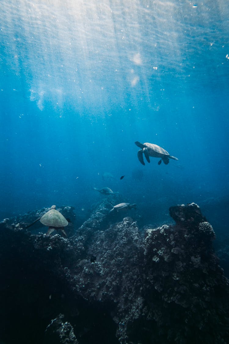 Photo Of Sea Turtles Underwater 