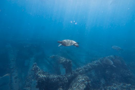 A sea turtle gracefully swims underwater over a coral reef in Lahaina, Hawaii.