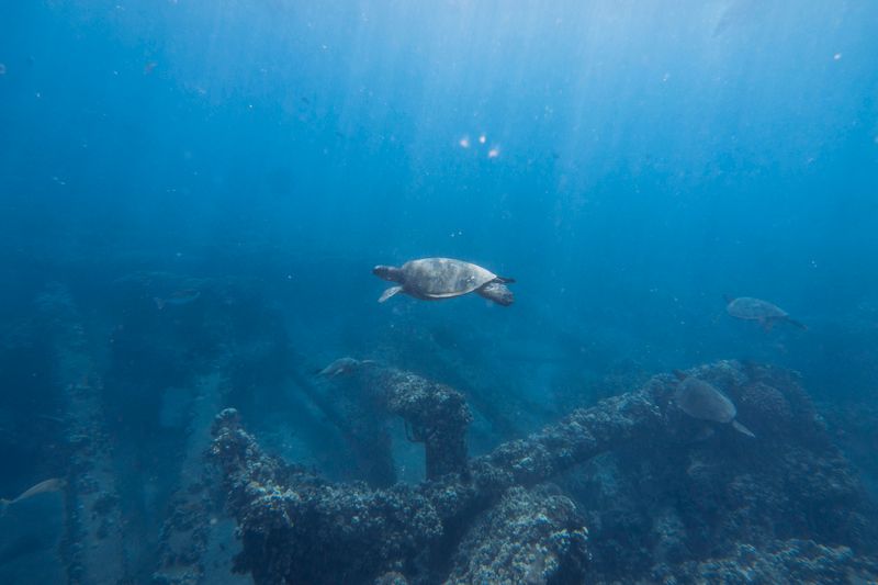 Green sea turtle swimming gracefully over coral reef in clear Hawaiian waters