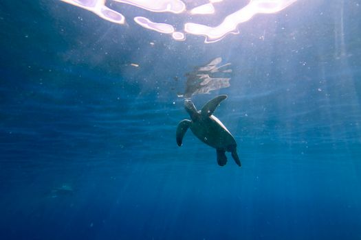 A sea turtle gracefully swims underwater in Lahaina, Hawaii, showcasing marine beauty.