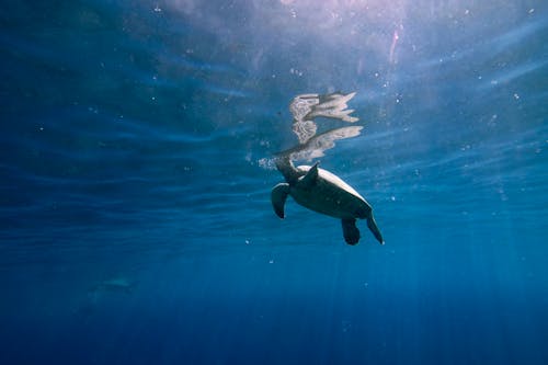 Gratis Foto stok gratis binatang, cangkang, di bawah air Foto Stok