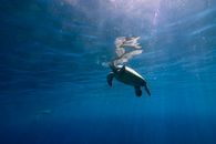 Free stock photo of aquarium, aquatic, blower