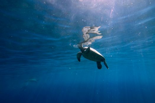 A sea turtle gracefully swims underwater in the clear ocean of Malaysia.