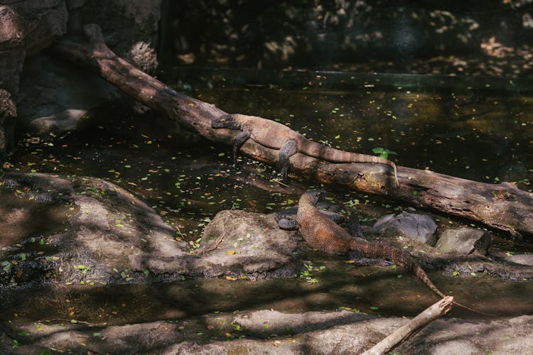 Brown Reptiles Crawling On A Pond