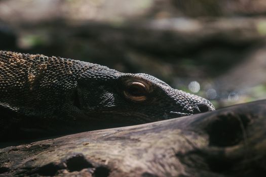 Komodo dragons with a ranger — Komodo Islands