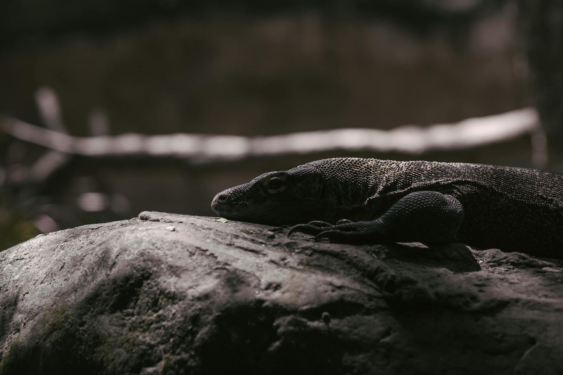 Large Lizard Crawling on a Rock