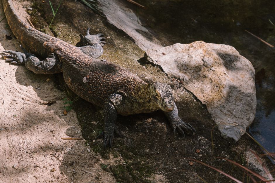 Komodovaraan op een rots in Komodo National Park