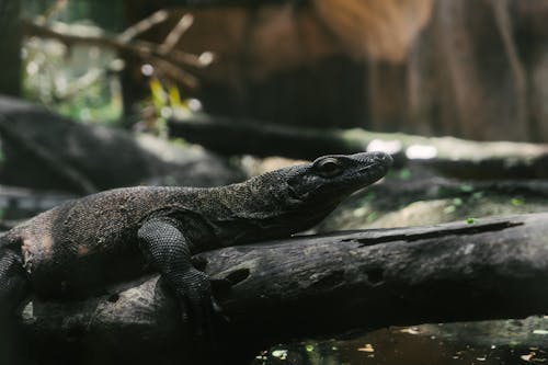 Ilmainen kuvapankkikuva tunnisteilla komodo dragon, lähikuva, matelija