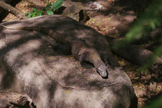 Komodo dragons with a ranger — Komodo Islands