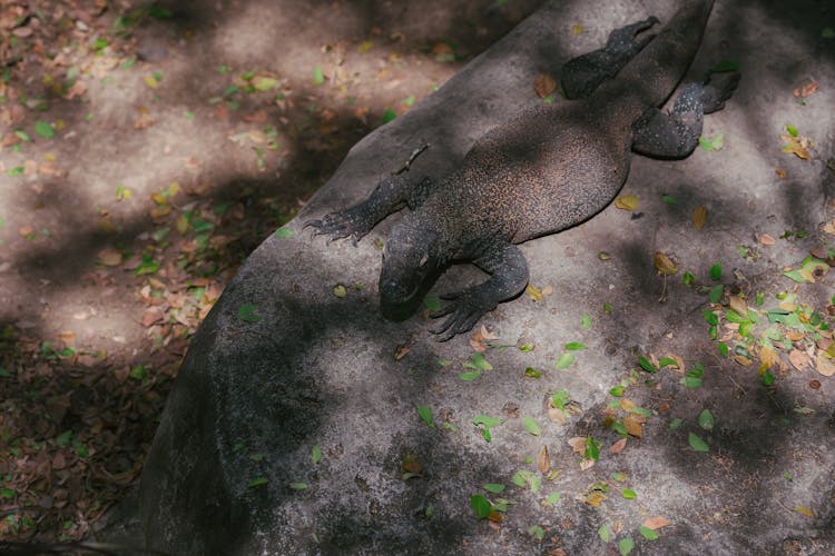 Large Lizard Crawling On A Rock