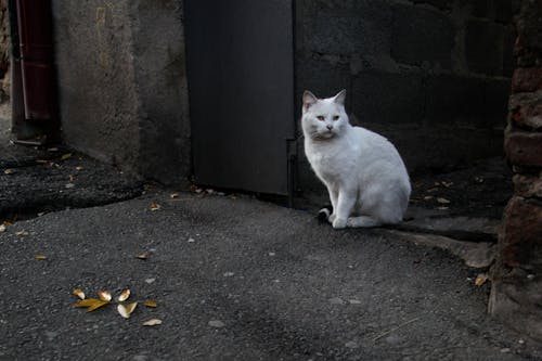 A White Cat Sitting on a Concrete Floor