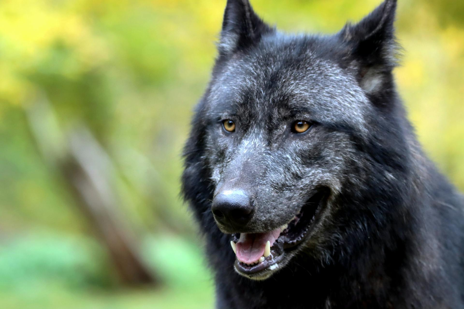 Black Wolf in Blurred Background