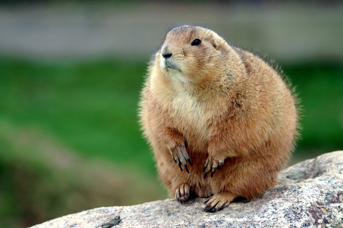 Close-up of Brown Rodent · Free Stock Photo