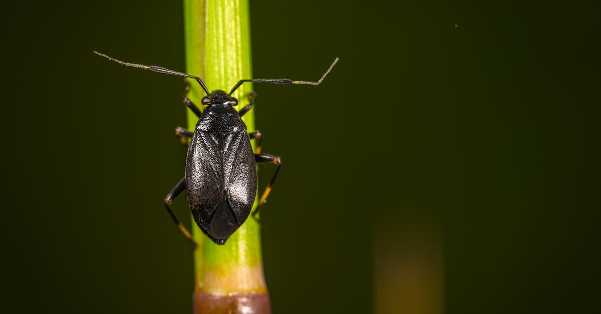 Free stock photo of bug, insect, macro