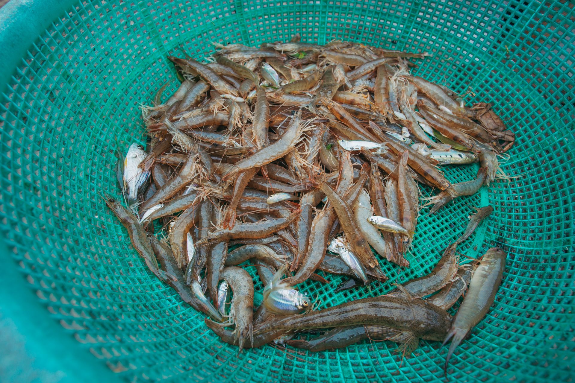 Close-up of raw shrimps and fish in a green plastic basket, freshly caught and ready for market.