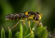 气垫蝇栖息在充满活力的绿叶上的详细宏观镜头