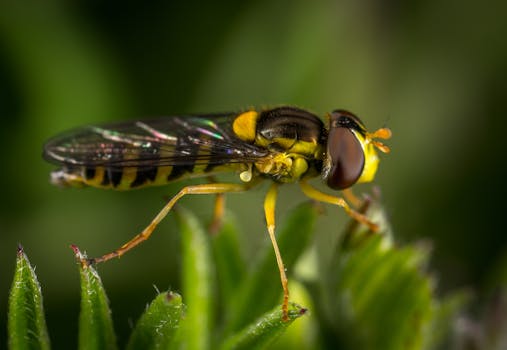 气垫蝇栖息在充满活力的绿叶上的详细宏观镜头