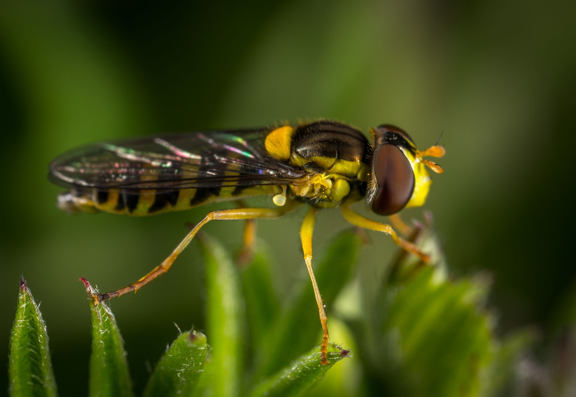 Black And Yellow Insect