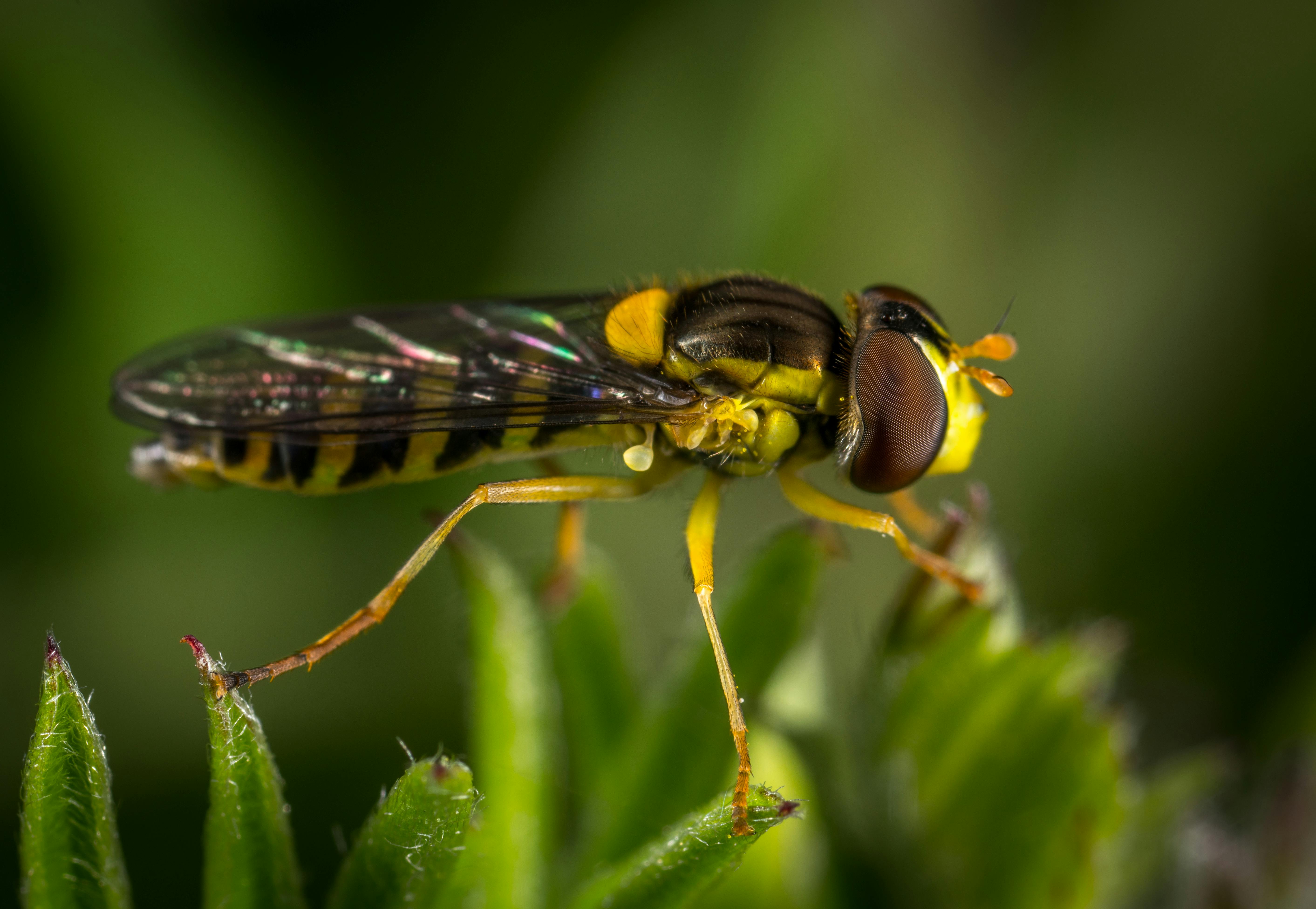 Black And Yellow Insect Free Stock Photo