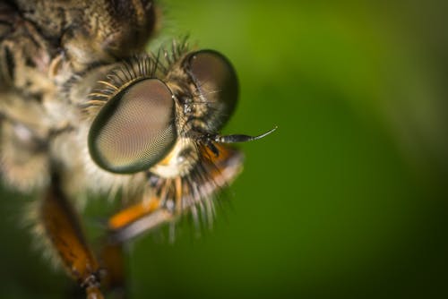 Macro Photography Of Fly