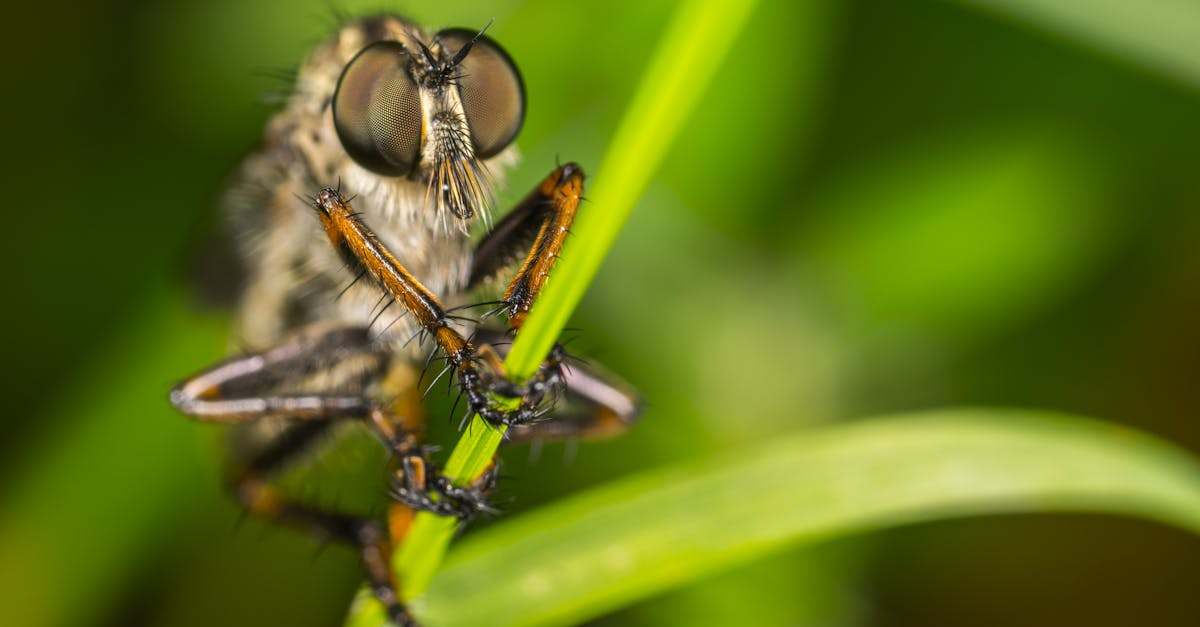 Macro Photography of Robber Fly Perched On Green Leaf