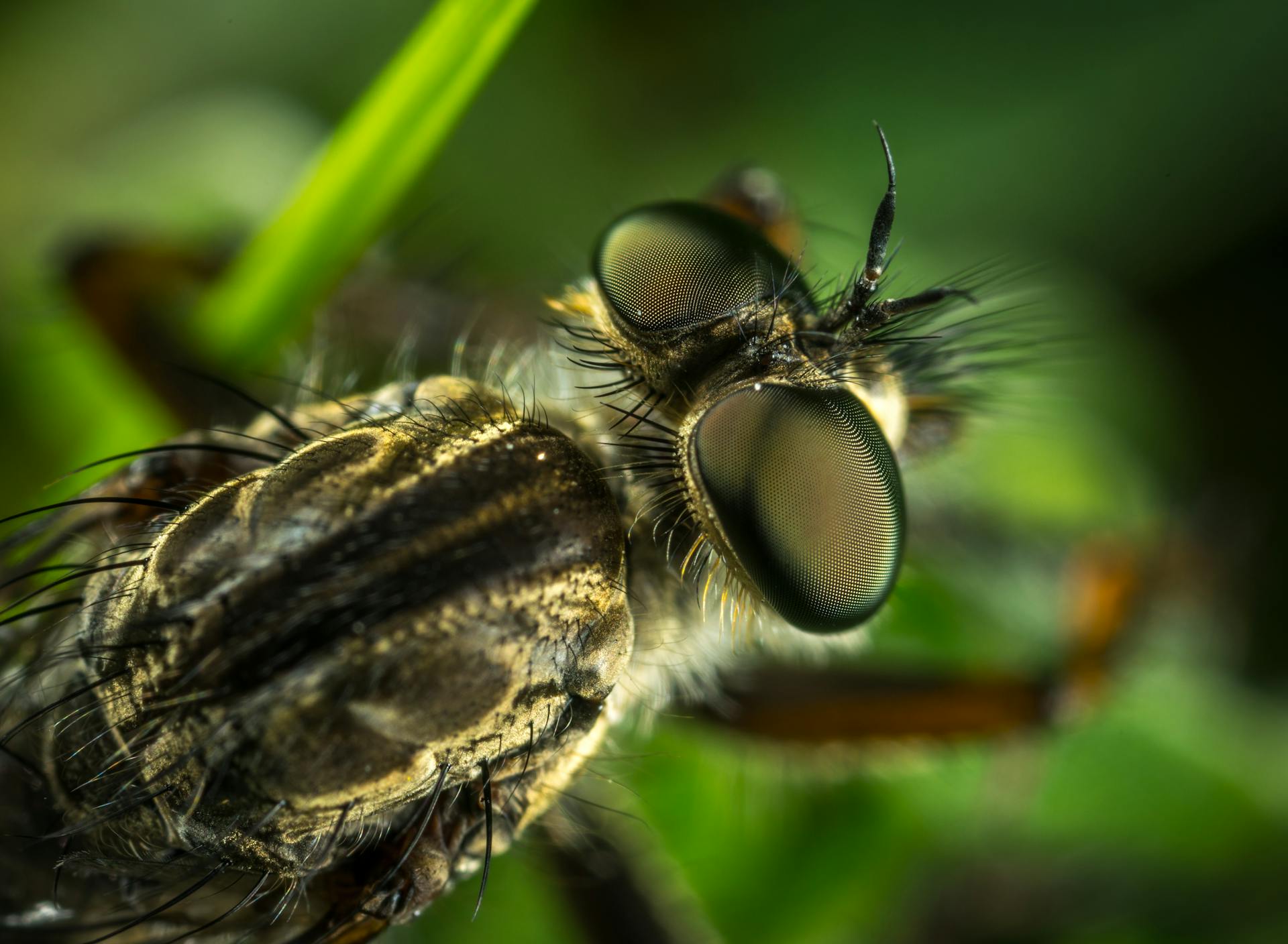 Close-up of a robber fly highlighting its intricate compound eyes and hairy body.