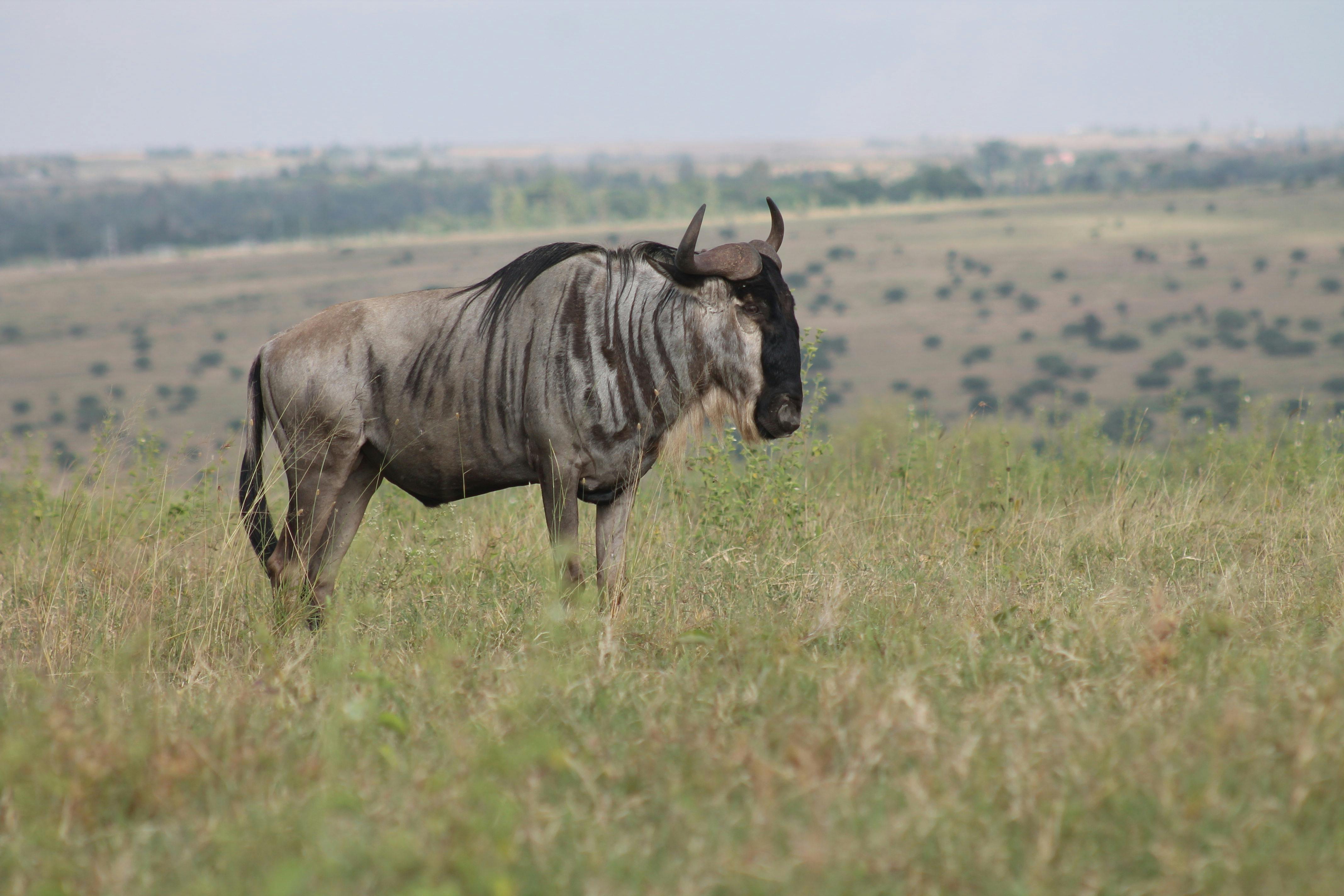 grátis Foto profissional grátis de África, ameaçado de extinção, animais selvagens Foto profissional