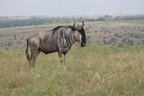 Free Photo of a Wildebeest on the Grass Stock Photo