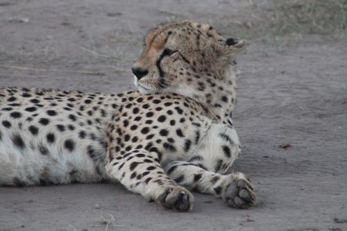 Free A cheetah lies on a dirt ground in a natural outdoor setting, showcasing its distinctive spotted coat. Stock Photo