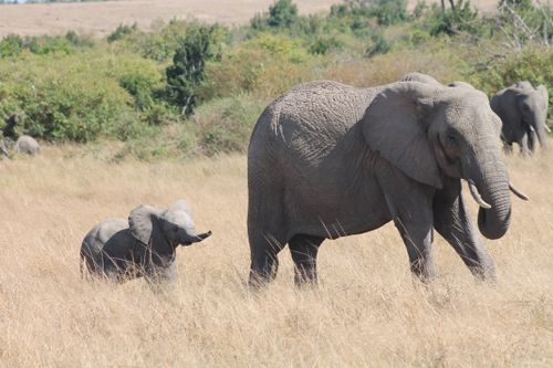 Free A majestic African elephant with calf in the wild, showcasing native wildlife beauty. Stock Photo