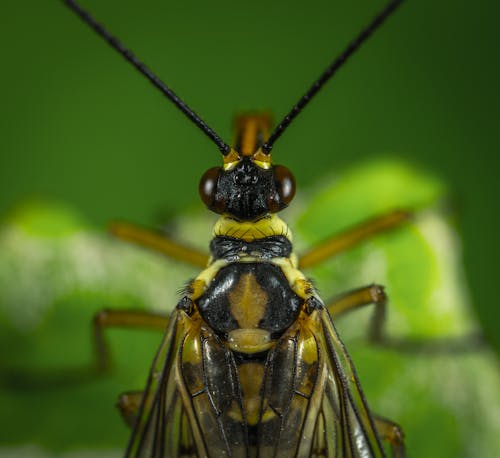 Imagine de stoc gratuită din a închide, animale parazit, antenă