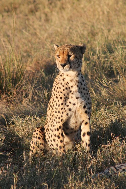 Free A majestic cheetah sits in tall grass, showcasing its spotted fur during a sunny day in the wild. Stock Photo