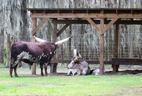 Animais Marrons E Bege Perto Da Gaiola