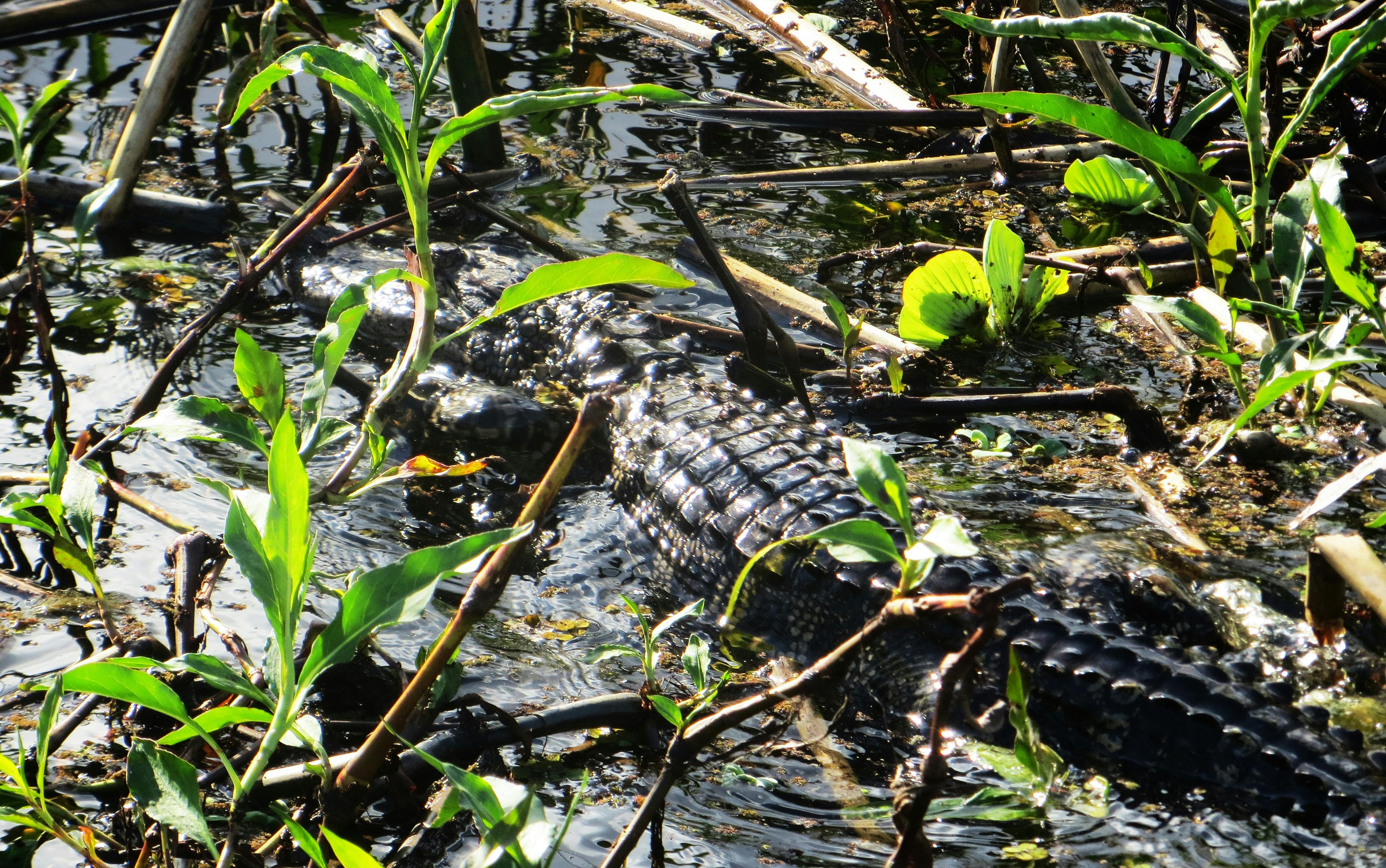 Free stock photo of alligator, dangerous, everglades