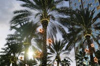 黄昏时分，现代玻璃建筑旁装饰着棕榈树和星形灯