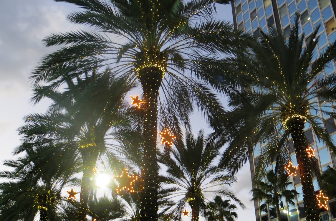 Free Photo of Palm Trees Stock Photo