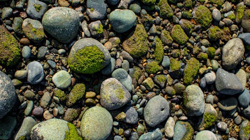 Free Gray Stones with Green Moss Stock Photo