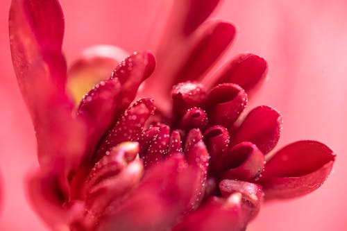Základová fotografie zdarma na téma červená kytka, chryzantéma, detail