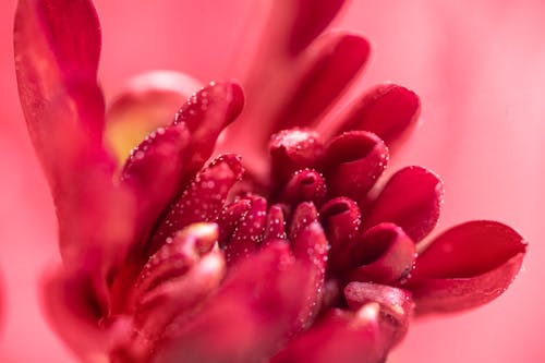 Chrysanthemum in Bloom