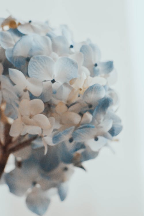 Free Close-Up Photograph of White and Blue Hydrangea Flowers Stock Photo