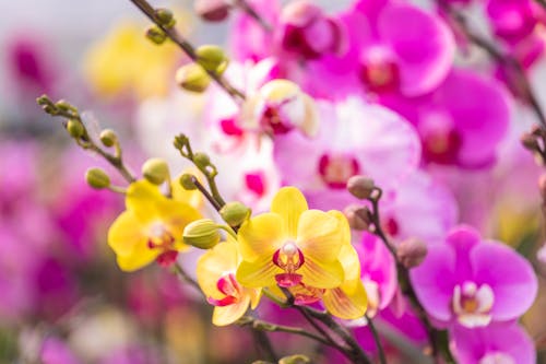 Selective Focus Photo of a Yellow Moth Orchid Flower