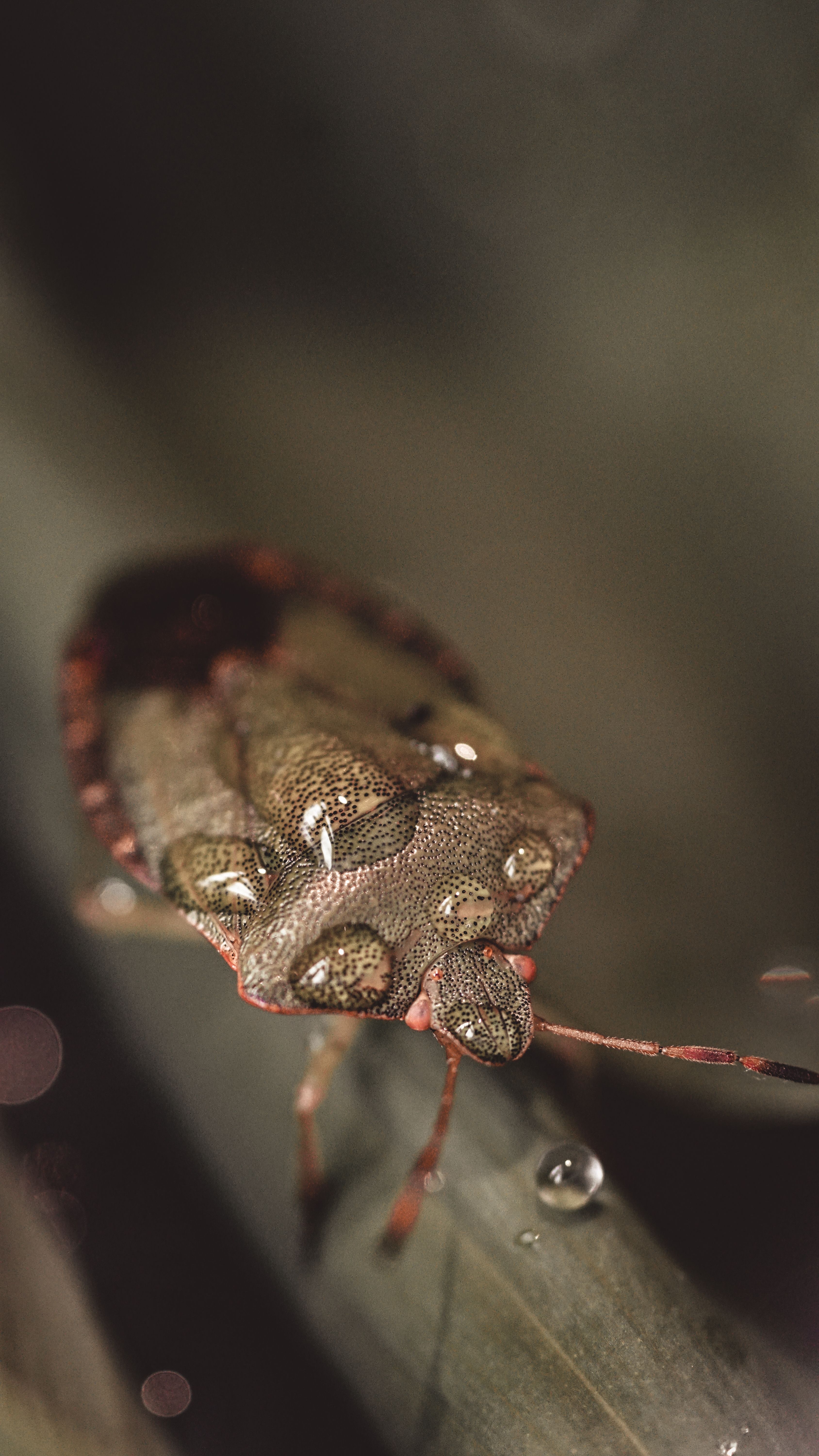 Macro photograph showcasing a green shield bug with visible water droplets on its body.