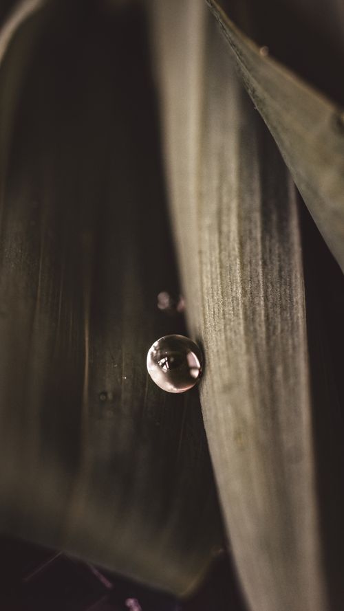 Free Detailed macro photograph showcasing a water droplet on a green leaf. Stock Photo