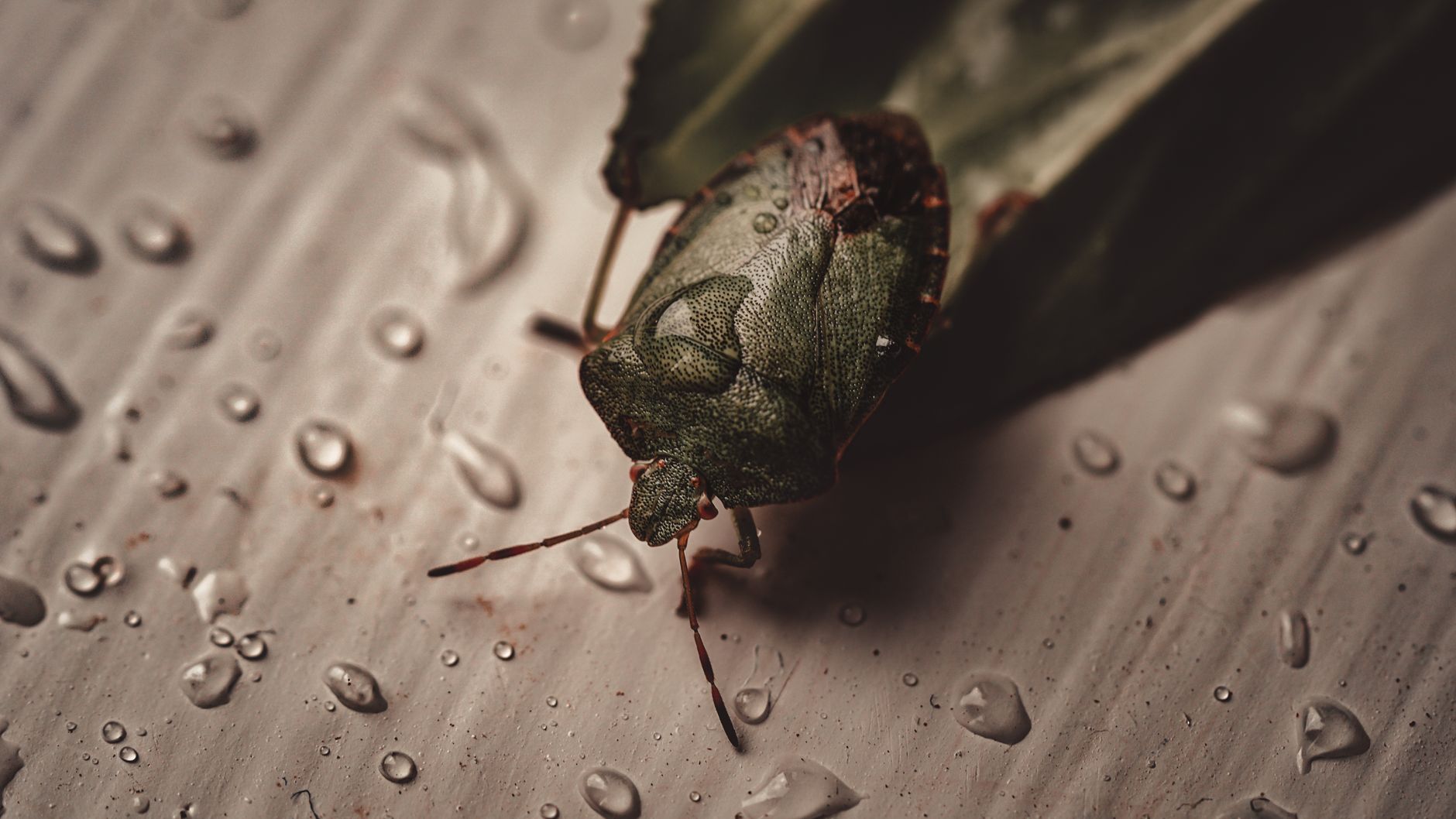 Macro shot of a green beetle resting on a wet leaf with droplets of dew.