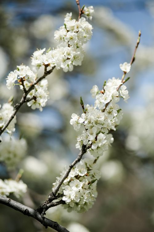 Free Close-up of beautiful white cherry blossoms against a clear blue sky. Stock Photo
