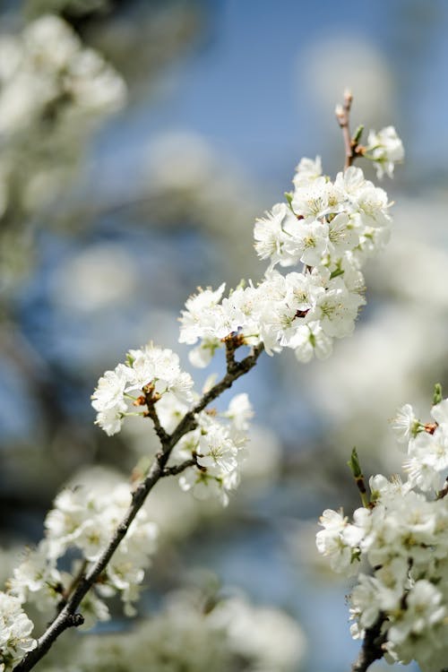 Close-Up Shot of Cherry Blossoms 